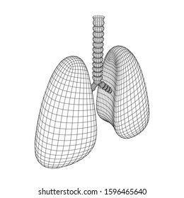 Lungs with trachea bronchi internal organ human. Pulmonology medicine science technology concept. Wireframe low poly mesh vector illustration