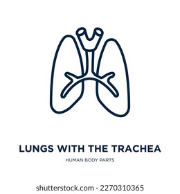 lungs with the trachea icon from human body parts collection. Thin linear lungs with the trachea, trachea, respiratory outline icon isolated on white background. Line vector lungs with the trachea 