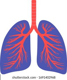Lungs, trachea, respiratory system. Vector illustration