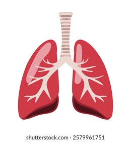 Lungs vector illustration on white background.