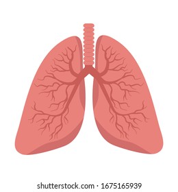 lungs vector on white background