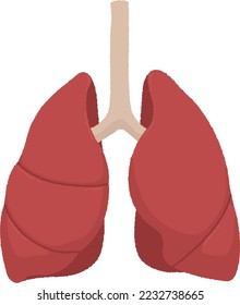 The lungs work by taking oxygen from the air into the body and expelling carbon dioxide that is no longer needed.