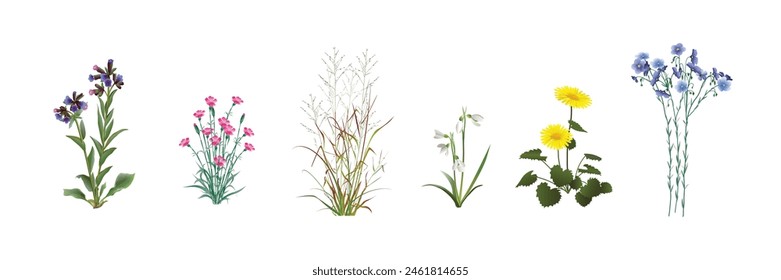 Lungwort, field carnation (dianthus campestris), switchgrass twig-like (Panicum virgatum), galanthus, doronicum, blue flax. Beautiful wild plants realistic drawings set isolated on a white background.