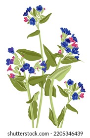 lungwort, field flowers, vector drawing wild plants at white background, flowering meadow , hand drawn botanical illustration