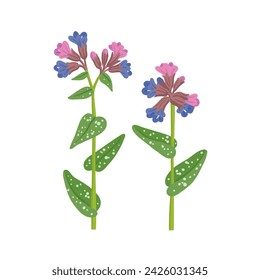 lungwort, forest flowers, vector drawing wild plants at white background, floral element, hand drawn botanical illustration