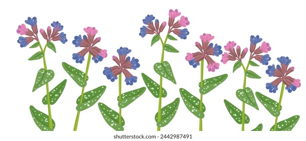lungwort, forest flowers, vector drawing wild plants at white background, floral border, hand drawn botanical illustration