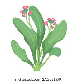 Lungwort herb. Flat vector clipart, illustration with isolated background.