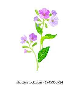 Lungwort or Pulmonaria Flowering Plant with Violet Inflorescences Vector Illustration