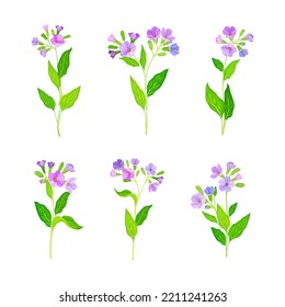 Lungwort or Pulmonaria Flowering Plant with Violet Inflorescences Vector Set