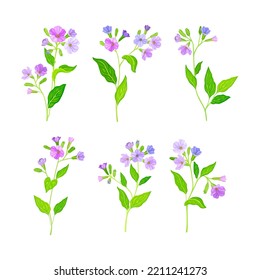 Lungwort or Pulmonaria Flowering Plant with Violet Inflorescences Vector Set