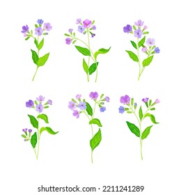 Lungwort or Pulmonaria Flowering Plant with Violet Inflorescences Vector Set