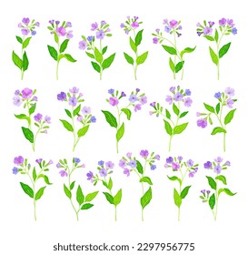 Lungwort or Pulmonaria Flowering Plant with Violet Inflorescences Big Vector Set