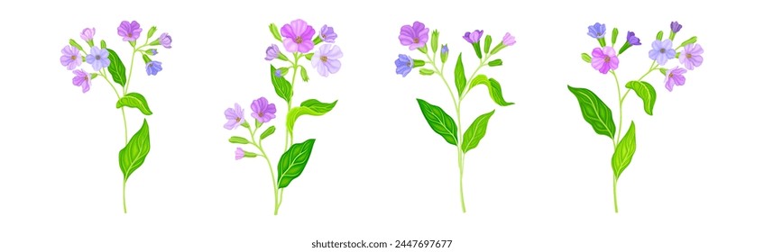 Lungwort or Pulmonaria Flowering Plant with Violet Inflorescence Vector Set