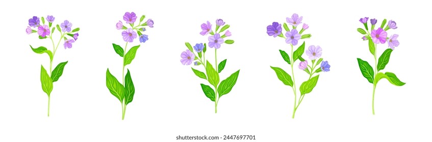 Lungwort or Pulmonaria Flowering Plant with Violet Inflorescence Vector Set