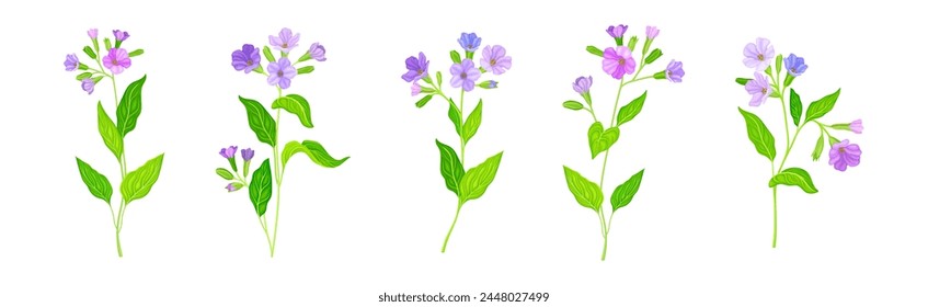 Lungwort or Pulmonaria Flowering Plant with Violet Inflorescence Vector Set