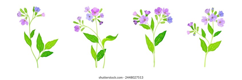 Lungwort or Pulmonaria Flowering Plant with Violet Inflorescence Vector Set