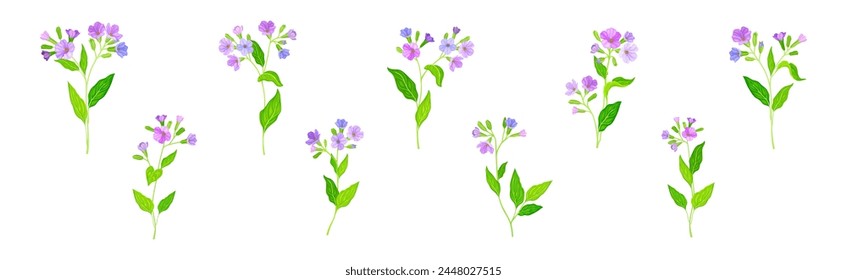 Lungwort or Pulmonaria Flowering Plant with Violet Inflorescence Vector Set