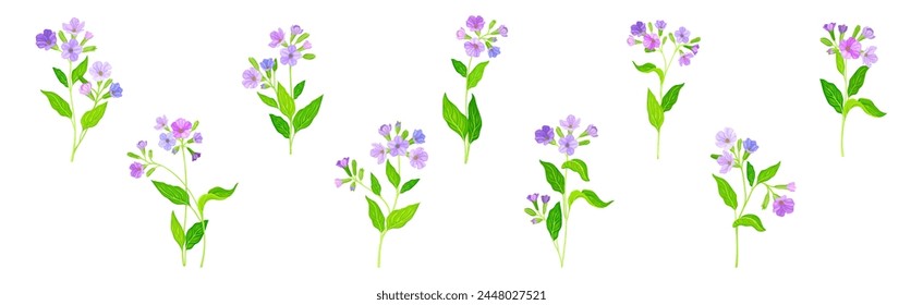 Lungwort or Pulmonaria Flowering Plant with Violet Inflorescence Vector Set