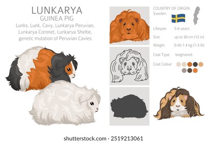 Lunkarya Clipart de conejillo de indias. Conjunto de cuevas de todos los colores de pelaje. Pequeños roedores mascota. Ilustración vectorial