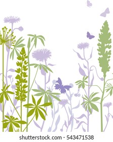 Lupin flowers