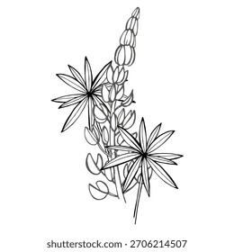 Flores de Lupin dibujadas a mano de Ilustración vectorial. Ilustración vectorial estilo boceto retro. Perfecto para invitaciones, bodas o tarjetas de felicitación.