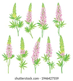 Lupin or Lupine Flowering Plant with Palmately Green Leaves and Dense Flower Whorl Vector Set