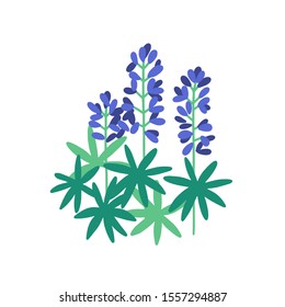 Lupine flat vector illustration. Purple meadow flowers isolated on white background. Flowering plants with petals and green leaves. Botanical items. Herbs, nature, flora. Blossoming wildflowers.