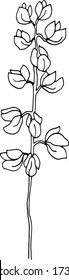Lupine flower. Black and white outline on a white background. Vector illustration.