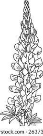 Lupine flower outline hand-drawn illustration in minimalist style. Line art botanical sketch, doodle. Great for wedding decor, invitation, happy birthday cards, textile design, colouring books