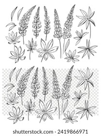 Lupine flower, set of realistic vector botanical illustrations, hand drawn, vintage engraving style.