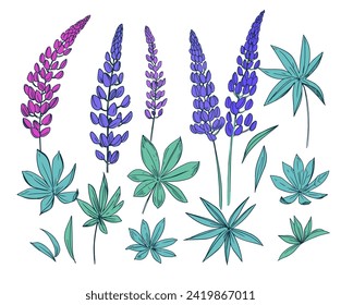 Flor de lúpulo, conjunto de ilustraciones botánicas vectoriales realistas, dibujado a mano, estilo de grabado vintage.