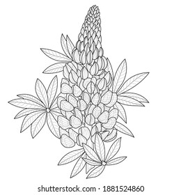 Lupine flower.Coloring book antistress for children and adults. Illustration isolated on white background.Zen-tangle style. Black and white drawing