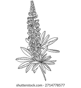Lupine flowers. Realistic vector botanical hand drawn illustrations isolated on white in engraving style. For designers, invitations, decoration, postcards, wrapping paper, scrapbooking, covers