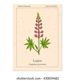 Lupine (Lupinus perennis), or wild lupine, sundial lupine, blue lupine, Indian beet, or old maid's bonnets, medicinal plant in the Fabaceae family. Hand drawn botanical vector illustration