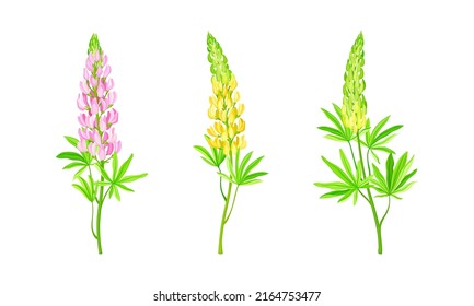 Lupine plants set. Beautiful summer garden or meadow flower vector illustration
