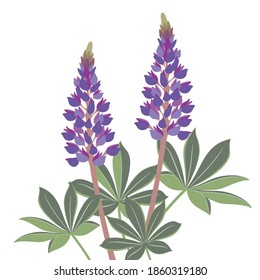 Lupines, flowers, images of spring, vector illustrations