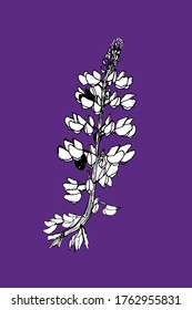 Lupins hand drawn black and white vector illustration on a violet background. Lupine flower botanical design.