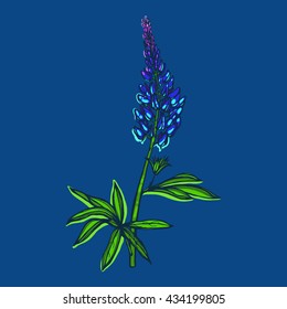 Lupinus, Fabaceae. Botanical illustration. Hand drawn.