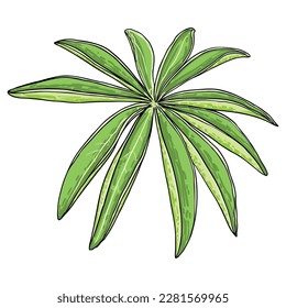 Lupinus polyphyllus large leaf of garden flowers. lupin or bluebonnet long leaved lupine or Bigleaf Lupine meadow plant leaves. Drawing and line art in color on white background. Vector.