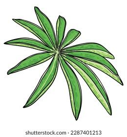 Lupinus polyphyllus large leaf of garden flowers. lupin or bluebonnet long leaved lupine or Bigleaf Lupine meadow plant leaves. Drawing and line art in color on white background. Vector.