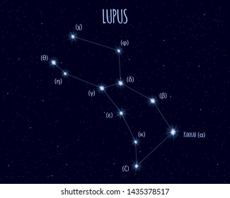 Lupus (The Wolf) constellation, vector illustration with basic stars against the starry sky