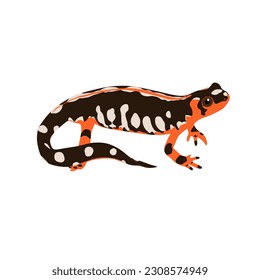 The Luristan newt, Neurergus kaiseri. Salamander high quality image vector design