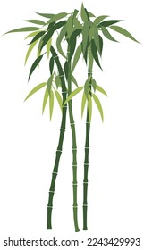 Lush bamboo trees with dangling leaves