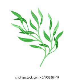 Lush branch with leaves. Vector illustration on a white background.