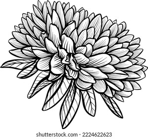 A lush chrysanthemum aster flower  Side view  Sketch in black   white style 