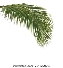 Lush Coconut Tree Branch with Green Fronds Isolated on White Background