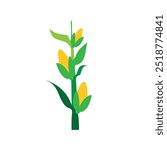 Lush Corn Plant Stalks in Agricultural Field Vector