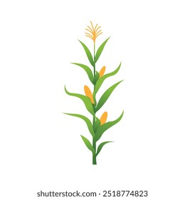 Lush Corn Plant Stalks in Agricultural Field Vector