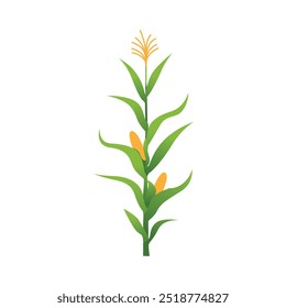 Lush Corn Plant Stalks in Agricultural Field Vector