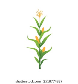 Lush Corn Plant Stalks in Agricultural Field Vector